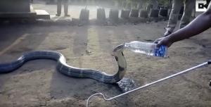 Thirsty King Cobra