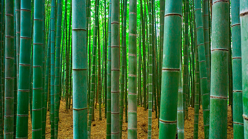 Bamboo Taking Root In Africa