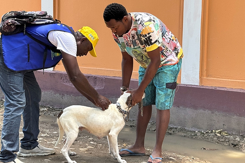 Un Supports Haiti To Battle Rabies With Vaccines