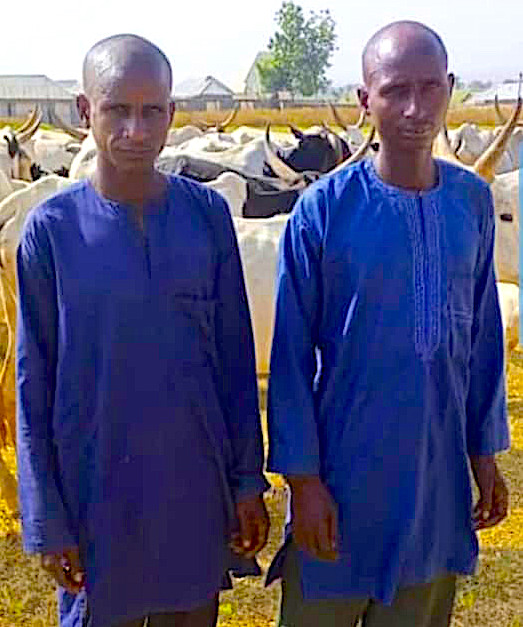 Niger State Police Arrest Two Suspected Bandits, Recover 71 Rustled ...