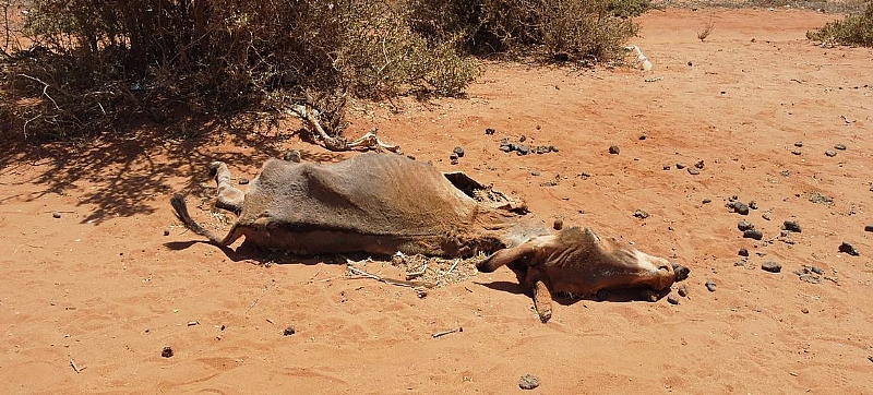 Over 6.5 Million People Face Hunger Crisis As Drought Ravages Somalia