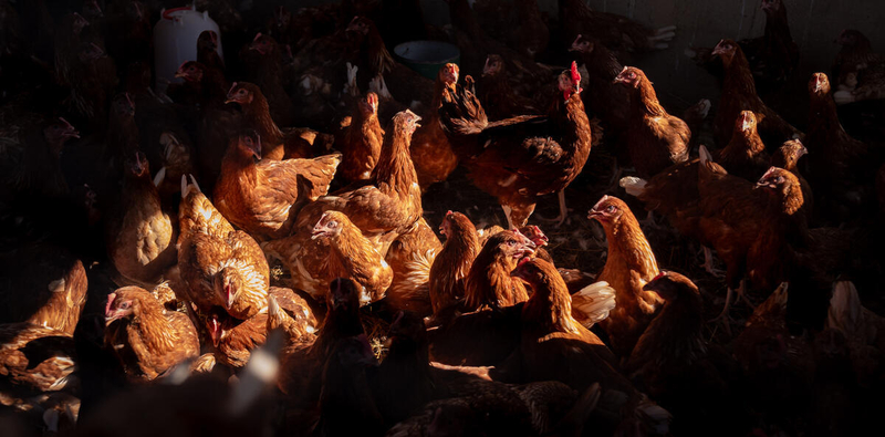 Global Meat Supply Quadruples Over The Past Six Decades