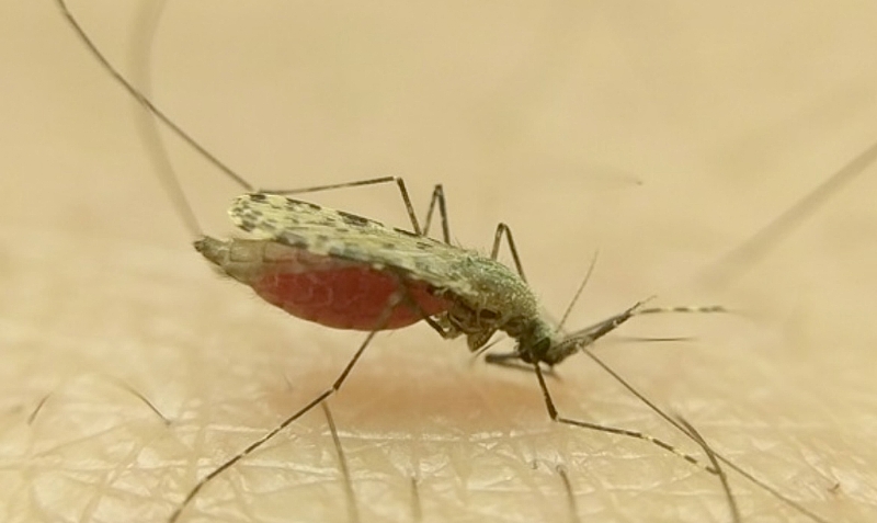 First Mosquito Observatory Network To Be Launched In Africa