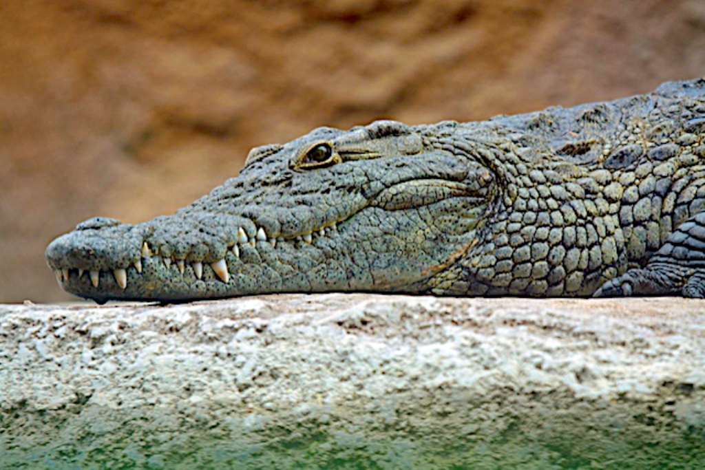 Please Ensure Crocodile Does Not Bite Our Youths As It Doesn T Smile Em don't be taken in by his welcome grin. please ensure crocodile does not bite
