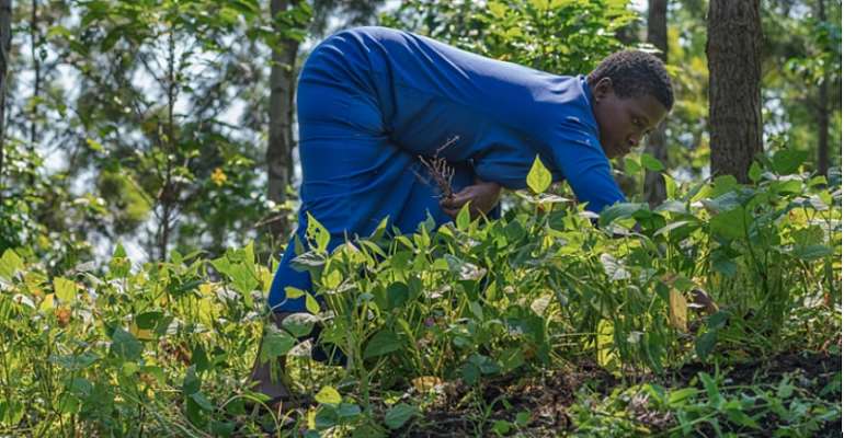 ECOTRUST works with farmers to create sustainable agroforestry systems in Uganda. Photo: ECOTRUST