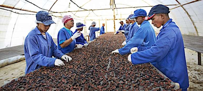 Workers sorting out fig at small fruit farm in South Africa
