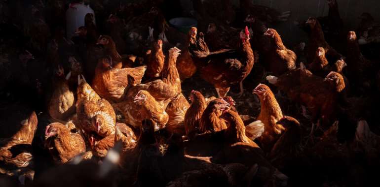 The report finds that the global supply of TASF has risen rapidly since the 1960s, with poultry meat showing the most pronounced growth.