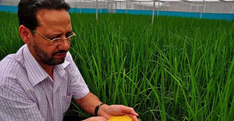 Scientist Parminder Virk of the International Rice Research Institute scientist holding sample of GMO Golden Rice