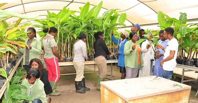 IITA Youth Agripreneurs in their banana-plantain multiplication chamber in IITA