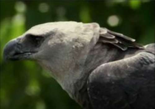 CLOSE ENCOUNTERS WITH GIANT HARPY EAGLE 