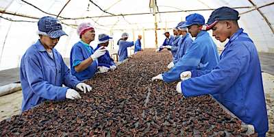 Workers sorting out fig at small fruit farm in South Africa